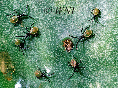 Prickly Pear Bug (Chelinidea vittiger)